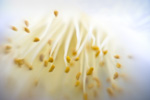 Rose Stamens
